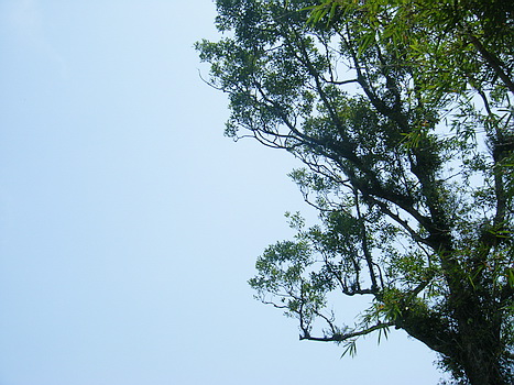 สวนป่าศิขรินสินธุ