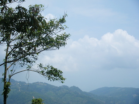 สวนป่าศิขรินสินธุ
